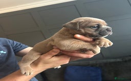 Mixed Breed dogs for sale: Bulldog puppy’s  - Image 15