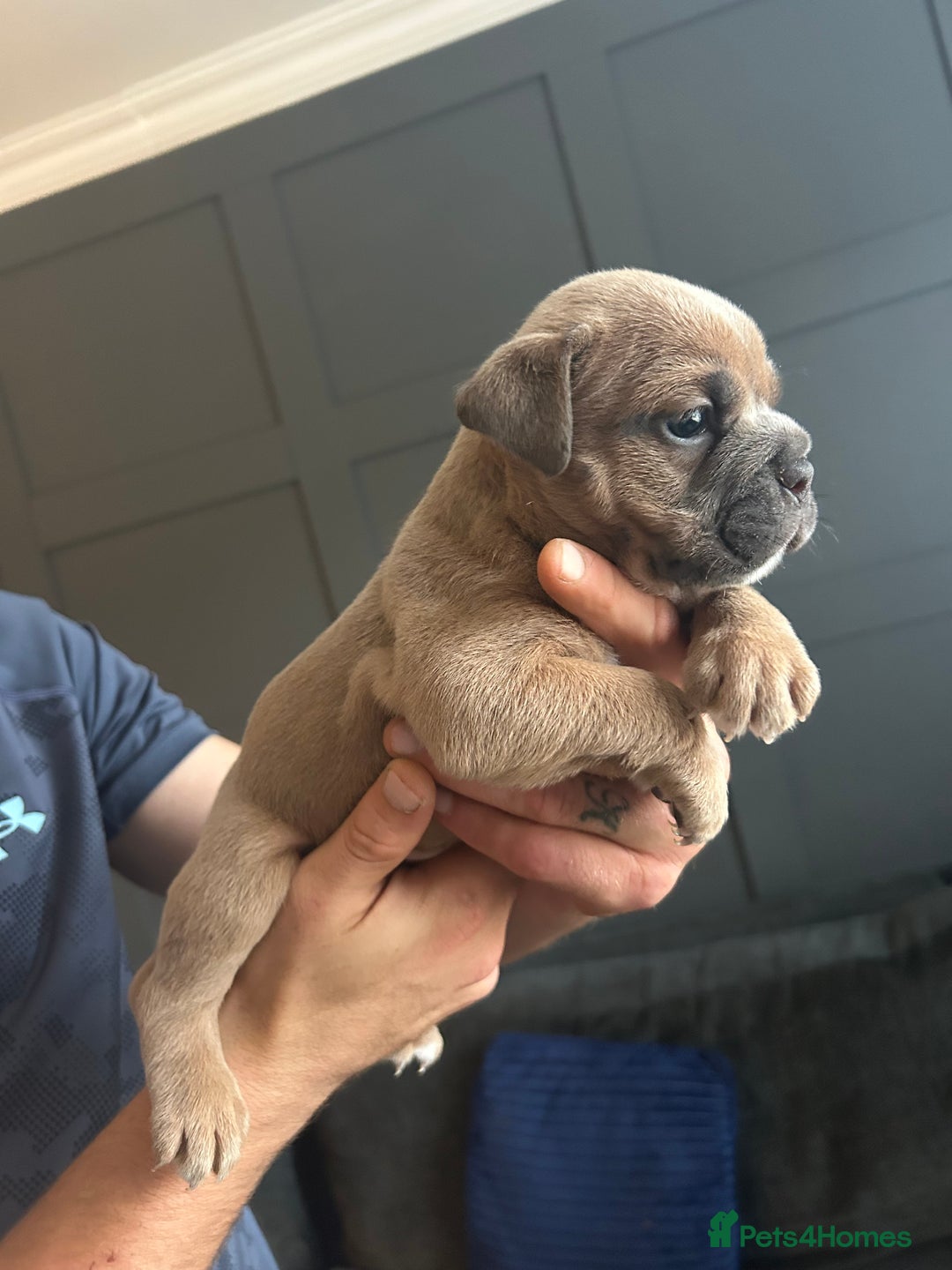 Mixed Breed dogs for sale: Bulldog puppy’s  - Image 15