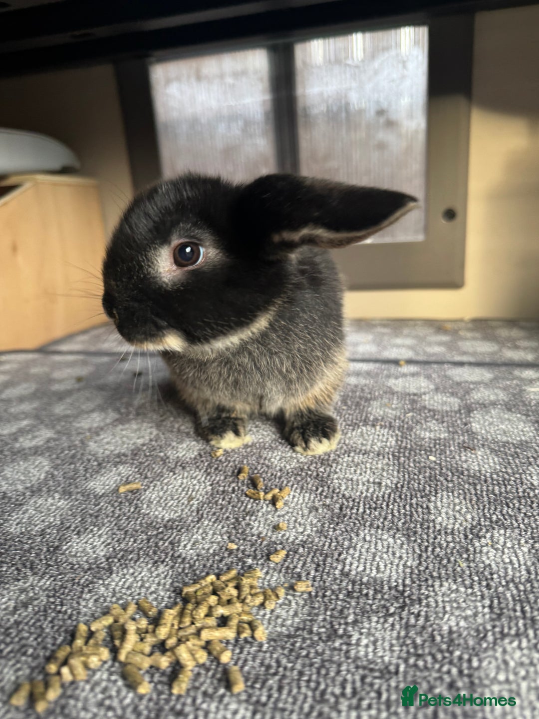 Mini Lop rabbits for sale: Mini Lops Vienna Gene 1 Female and 3 Male  - Advert 6