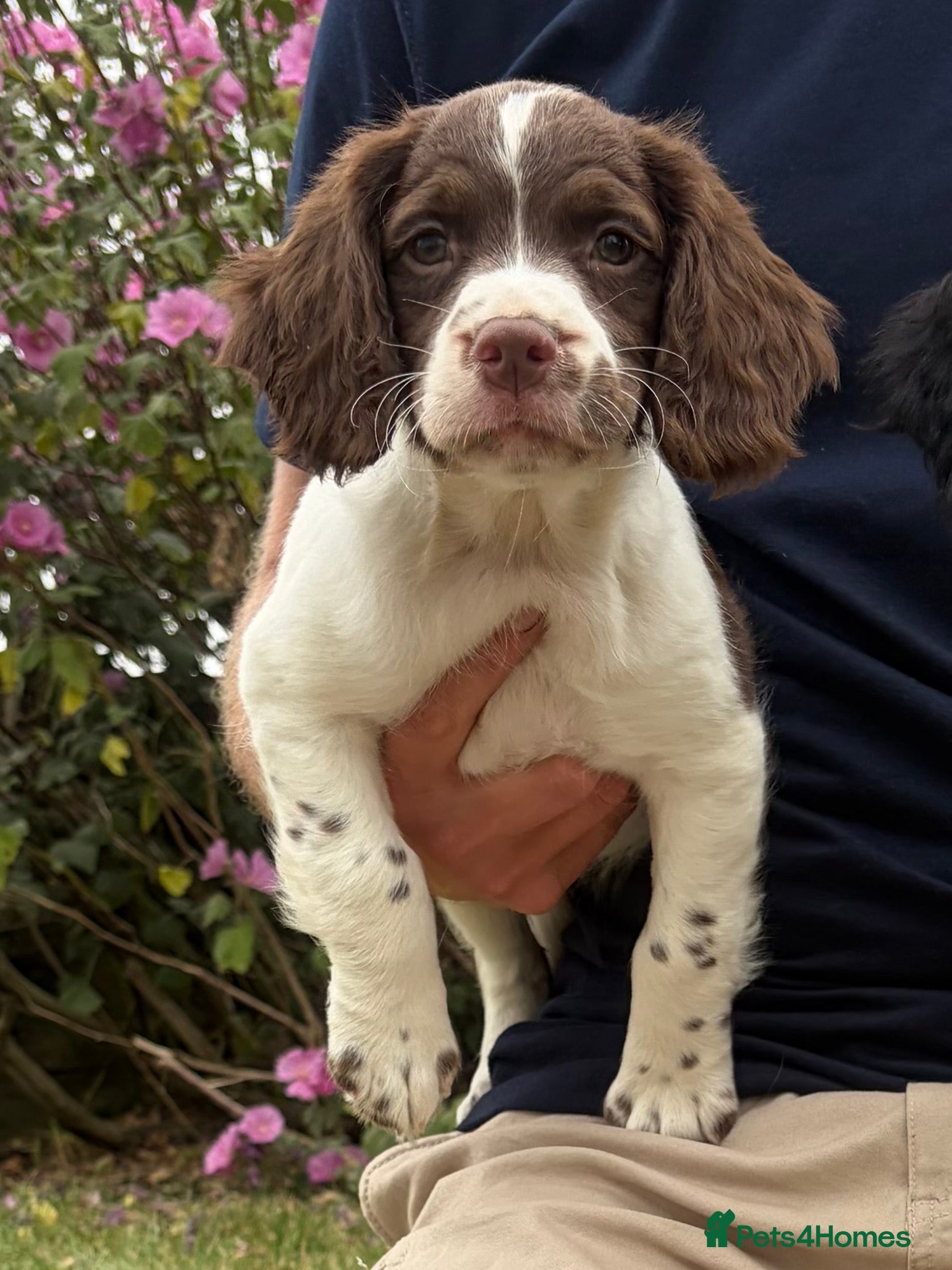 English Springer Spaniel dogs KC HEALTH TESTED SPRINGER SPANIEL PUPPIES  - Advert 2