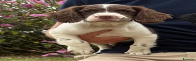 English Springer Spaniel 6