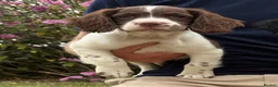 English Springer Spaniel dogs for sale: KC HEALTH TESTED SPRINGER SPANIEL PUPPIES  - Advert 2