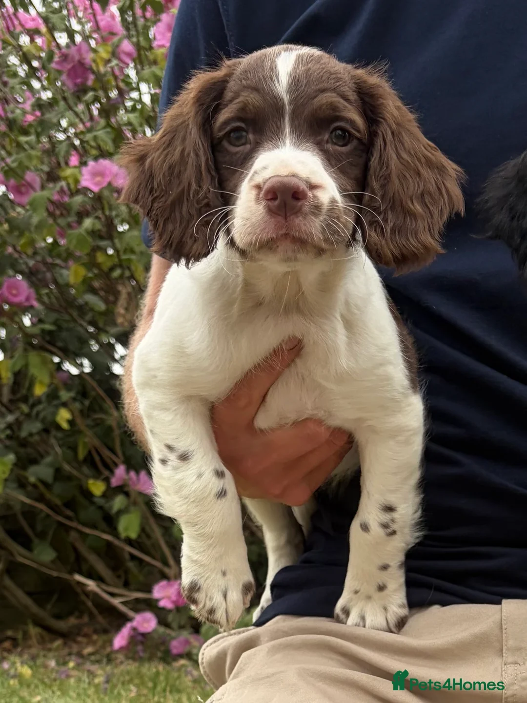 English Springer Spaniel dogs for sale: KC HEALTH TESTED SPRINGER SPANIEL PUPPIES  - Advert 2