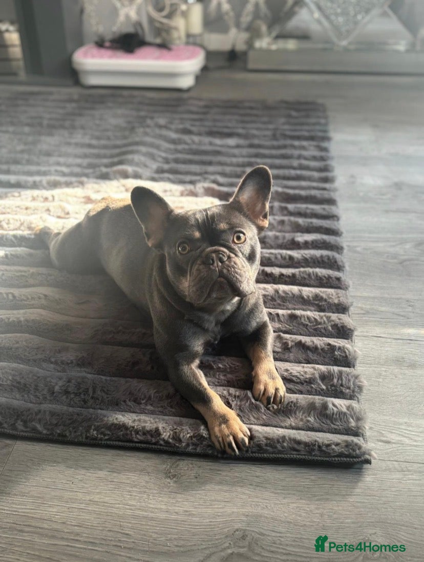 French Bulldog dogs French bulldog female - Advert 18