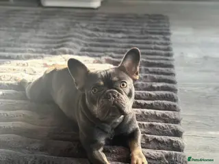 French Bulldog dogs French bulldog female - Advert 18