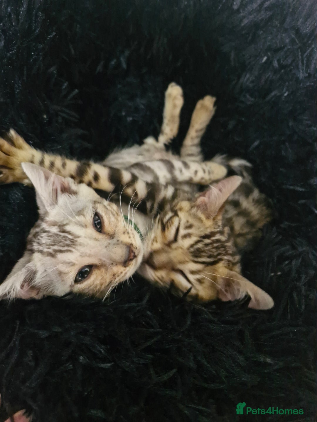 Bengal cats for sale: READY REDUCED TICA Genetic/Health Tested Bengals - Image 10