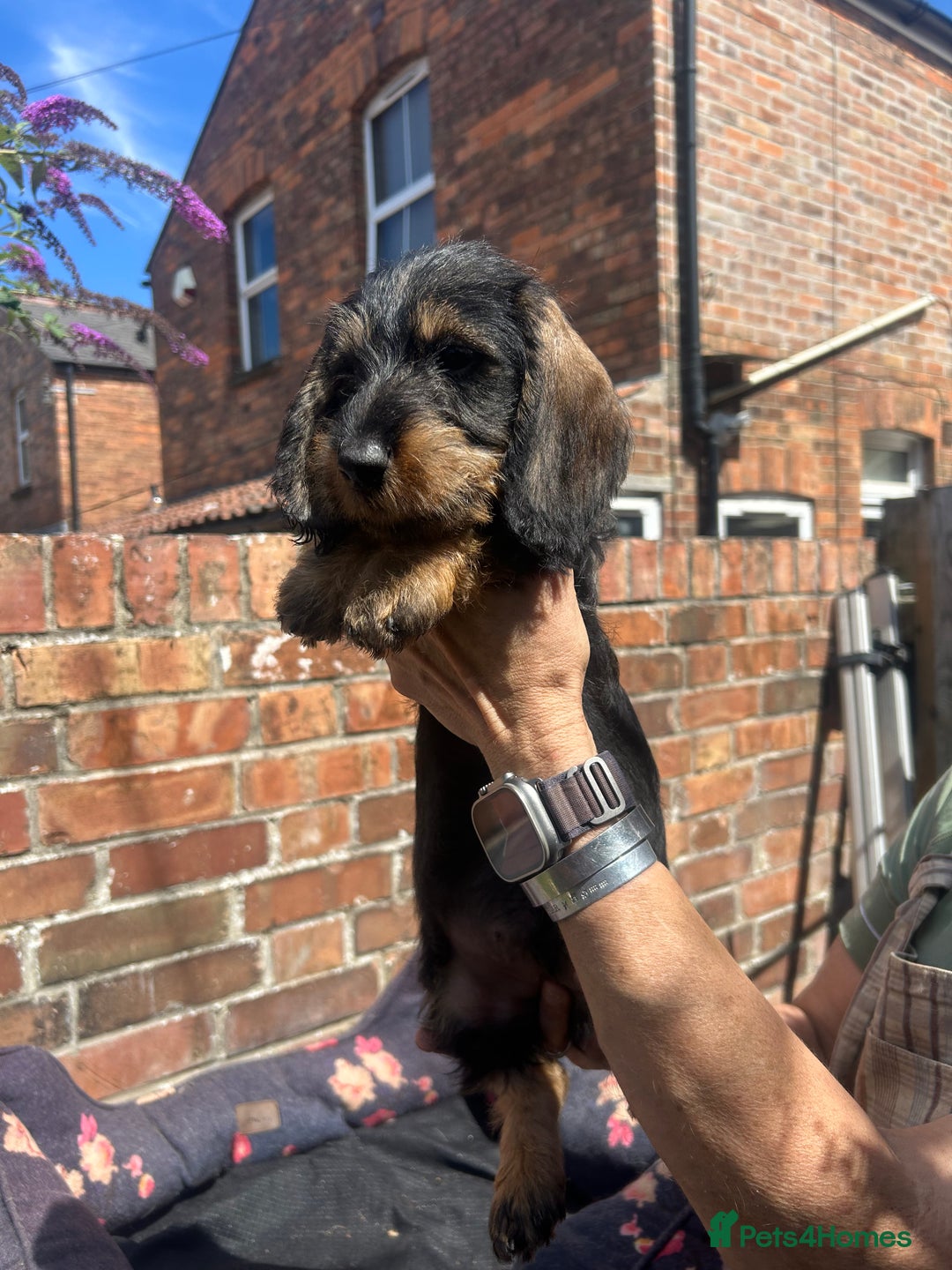 Dachshund dogs for sale: Two boys left! Beautiful standard pups - Image 7