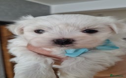 Maltese dogs for sale: Maltese pure breed 3xBoys ready on 14 December  - Advert 8