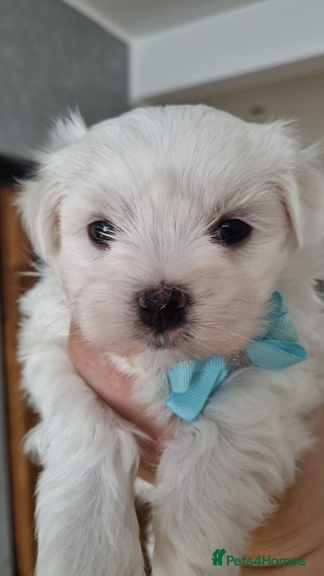 Maltese dogs for sale: Maltese pure breed 3xBoys ready on 14 December  - Advert 8