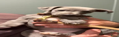 Whippet 3
