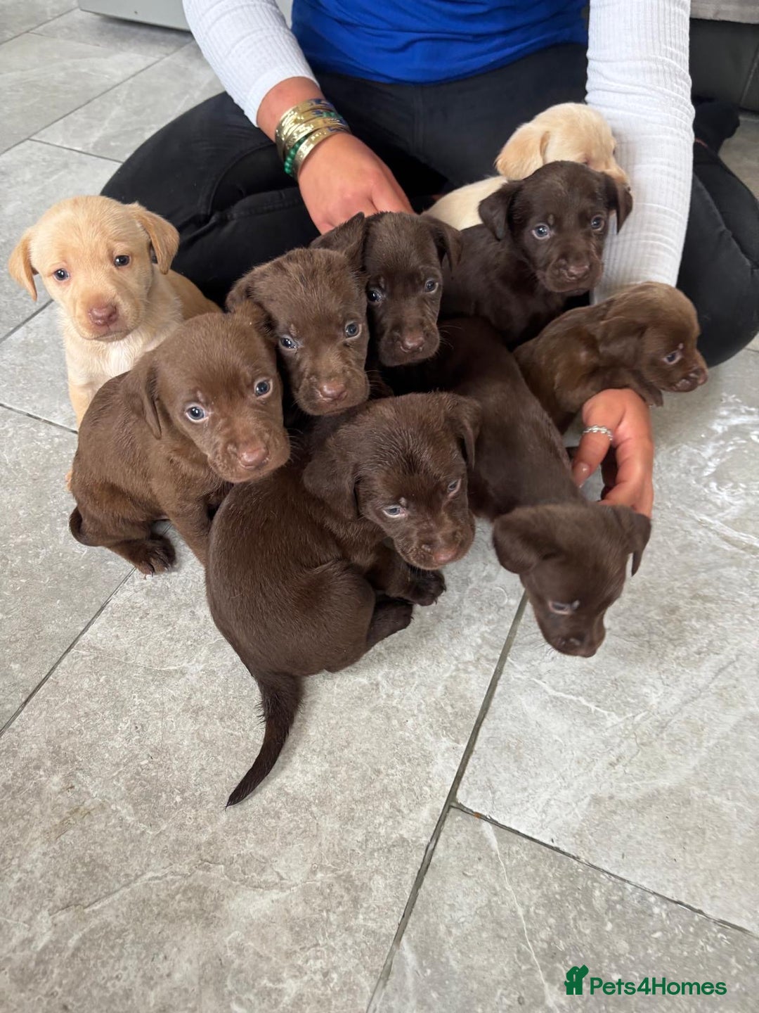 Labrador Retriever dogs for sale: Beautiful Labrador puppies ready the 8th november! - Image 13