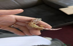 Leopard Gecko reptiles for sale: 2 Baby Leopard Geckos! - Image 7