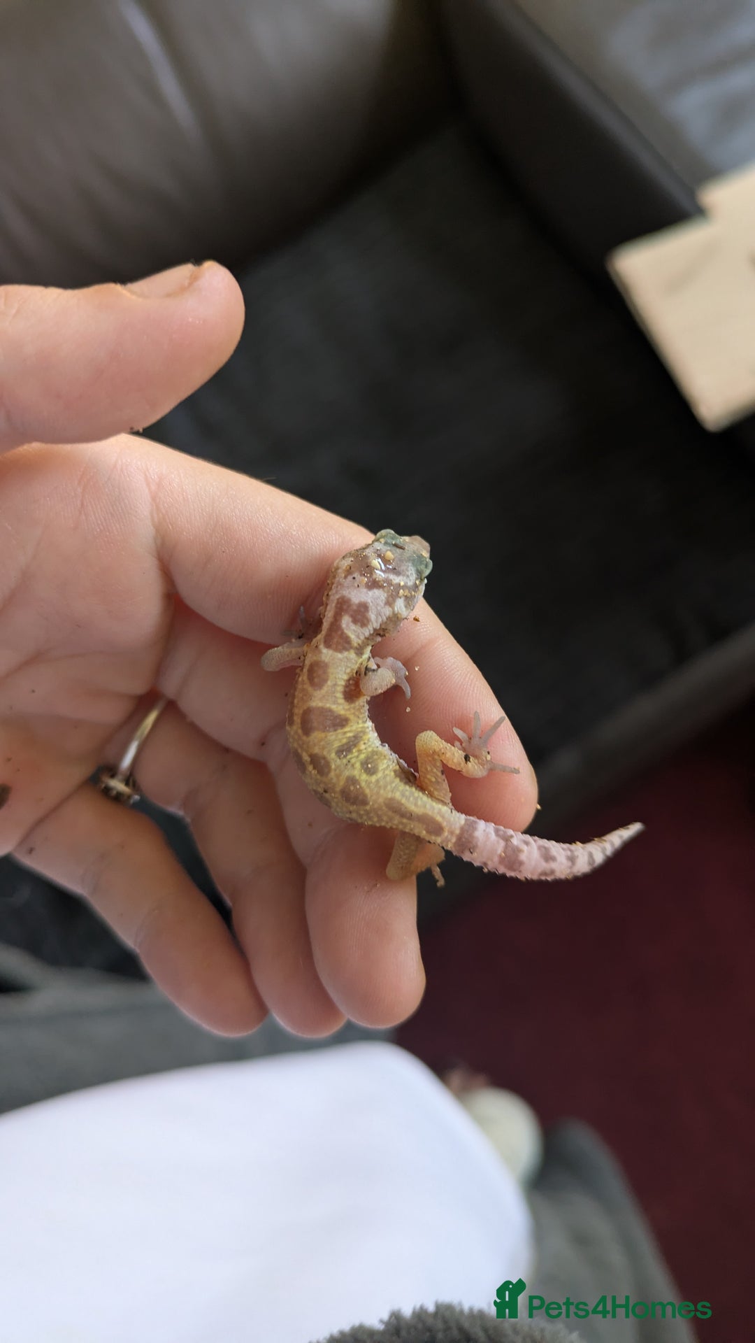 Leopard Gecko reptiles for sale: 2 Baby Leopard Geckos! - Image 7
