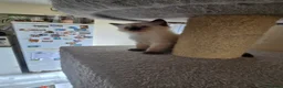 Ragdoll cats for sale: Beautiful Ragdoll kittens, full pedigree  - Advert 11