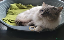 Ragdoll cats for stud: GCCF/TICA Active ragdoll stud. 3 visits in Farnborough - Image 1