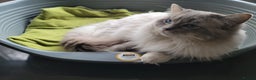 Ragdoll cats for stud: GCCF/TICA Active ragdoll stud. 3 visits in Farnborough - Advert 1