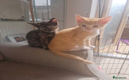 Mixed Breed cats for sale: Beautiful kittens  - Image 1