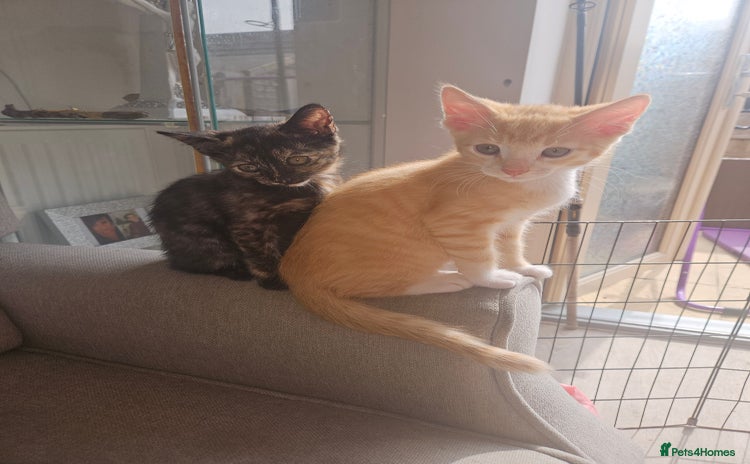 Mixed Breed cats - Advert 1