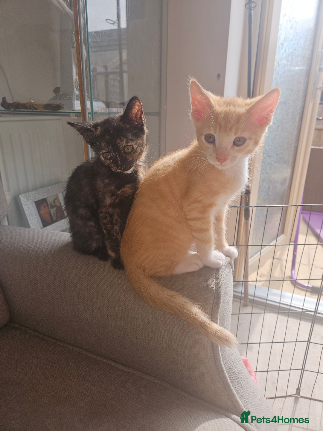 Mixed Breed cats for sale: Beautiful kittens  - Image 1