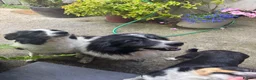 Border Collie dogs for sale: cute border collie pups - Advert 9