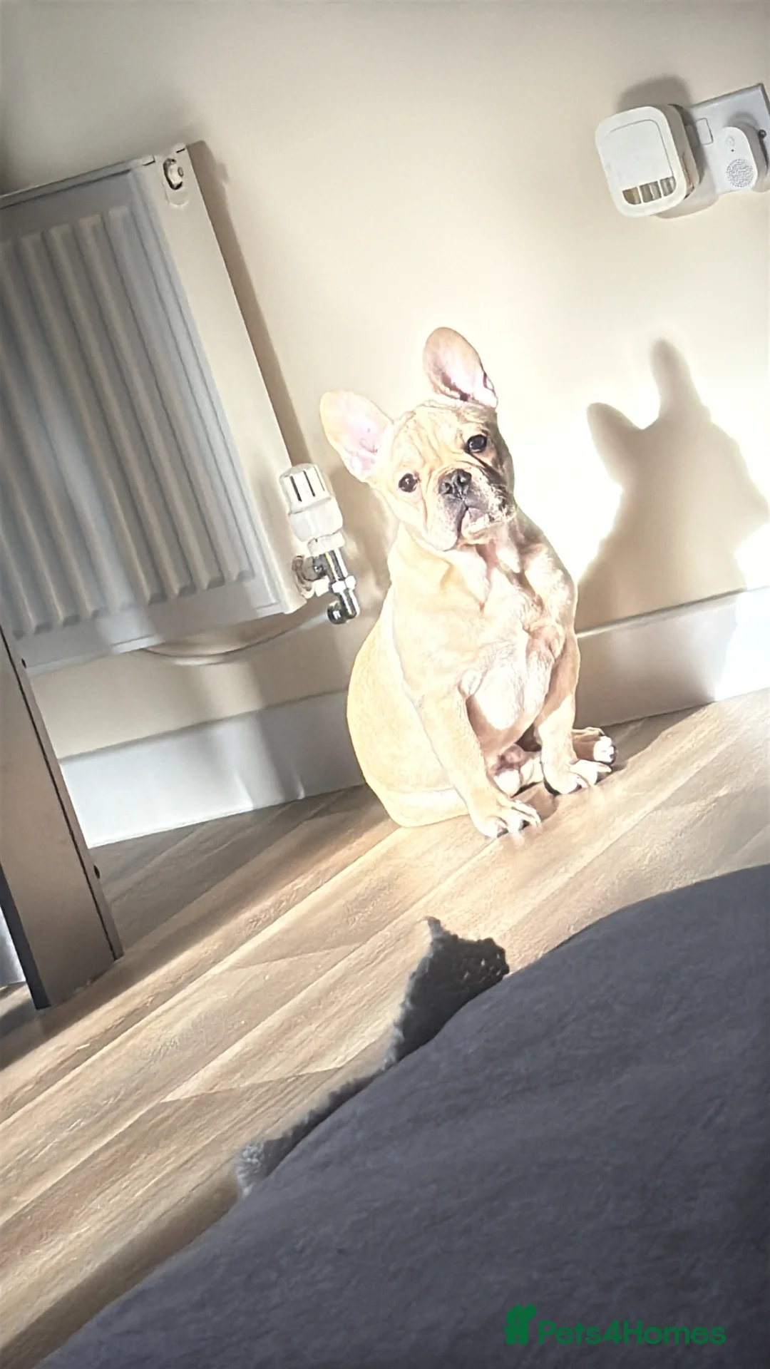 French Bulldog dogs for sale: Beautiful Fawn boy  - Advert 7