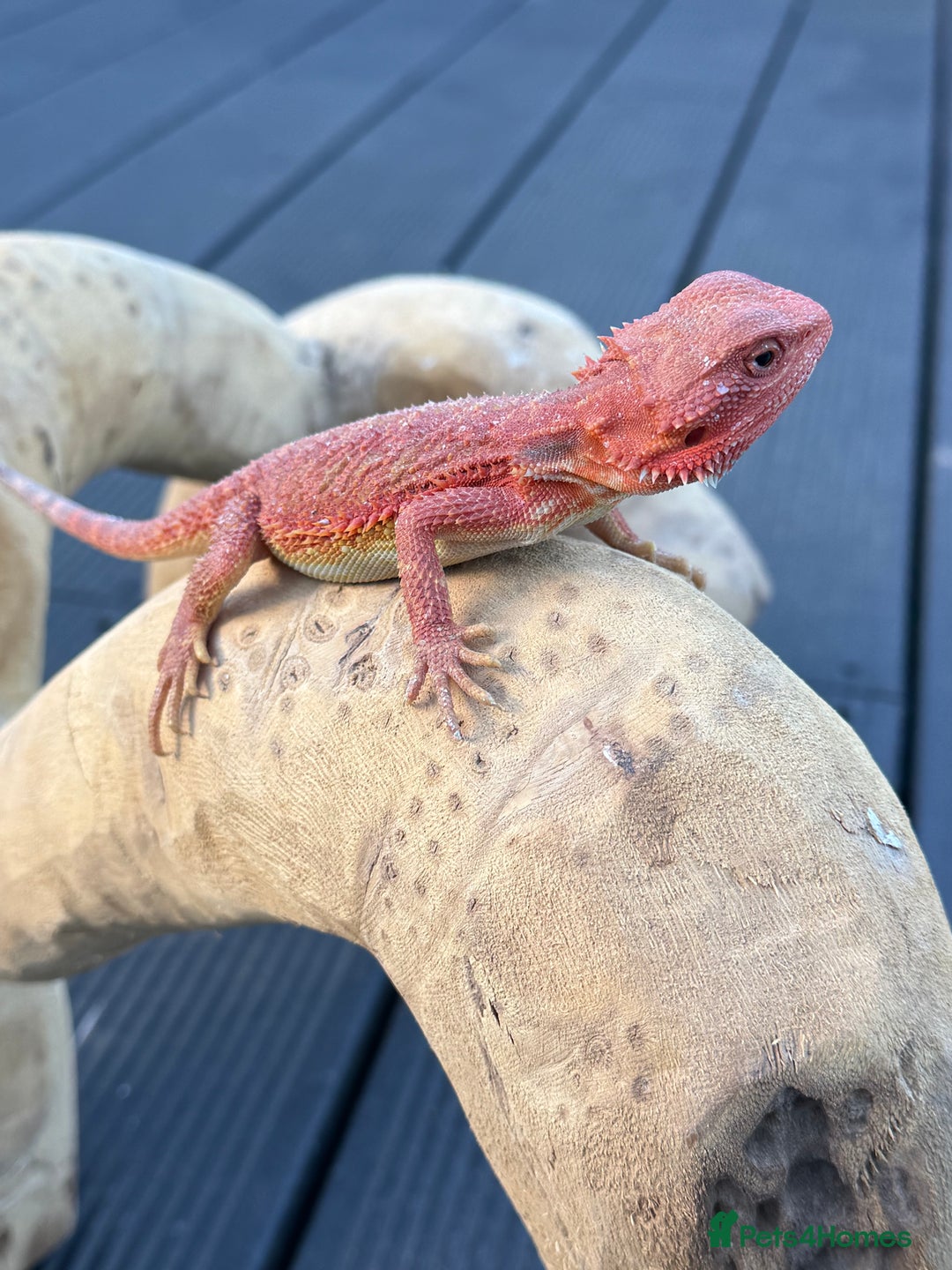 Bearded Dragon reptiles for sale: Bearded Dragon Red Monster line  - Advert 8