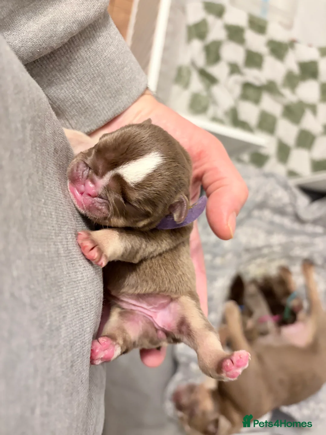 English Bulldog dogs for sale: KC English Bulldog Puppies Exceptional Quality  - Advert 15