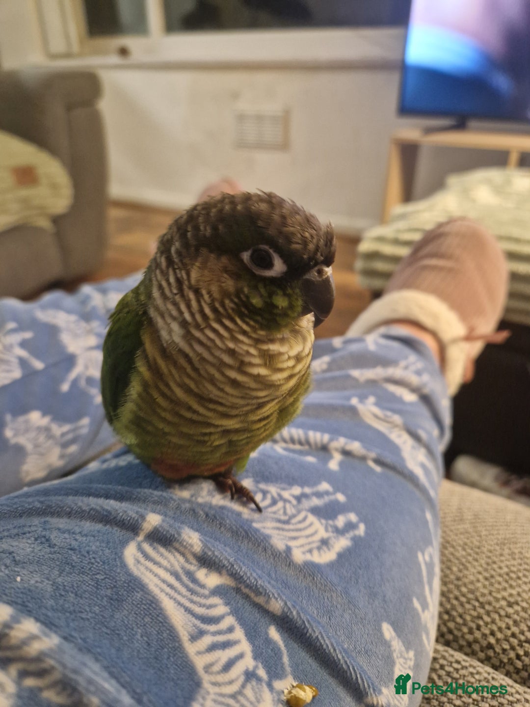 Conures birds for sale: Female conure 5 Months Old - Advert 11