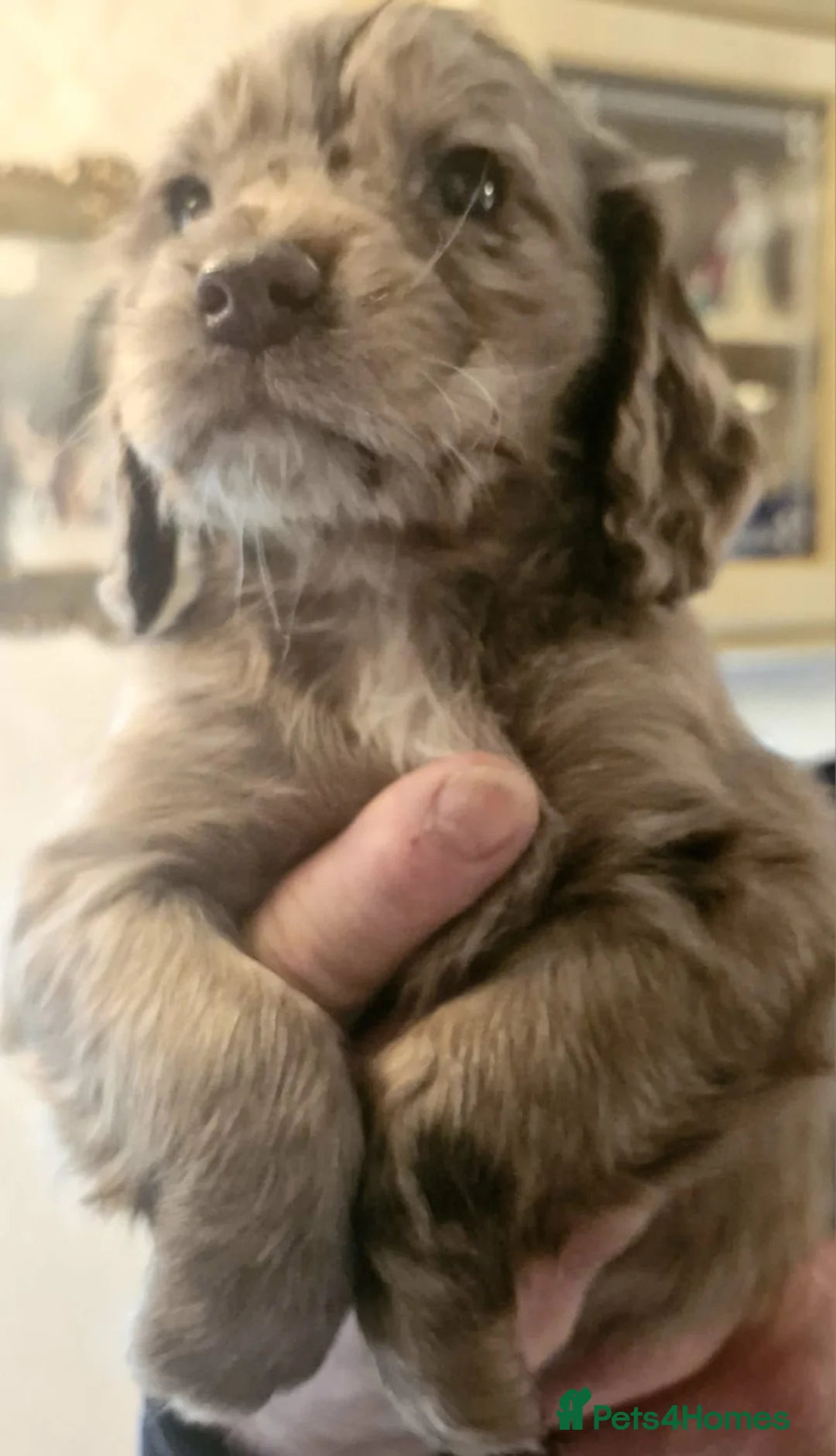 Cocker Spaniel dogs for sale: Mixed litter of Cocker Spaniel puppies  - Advert 21