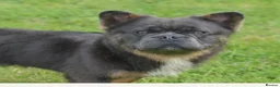 French Bulldog dogs for sale: Top quality fluffy French bulldog puppies  - Advert 18