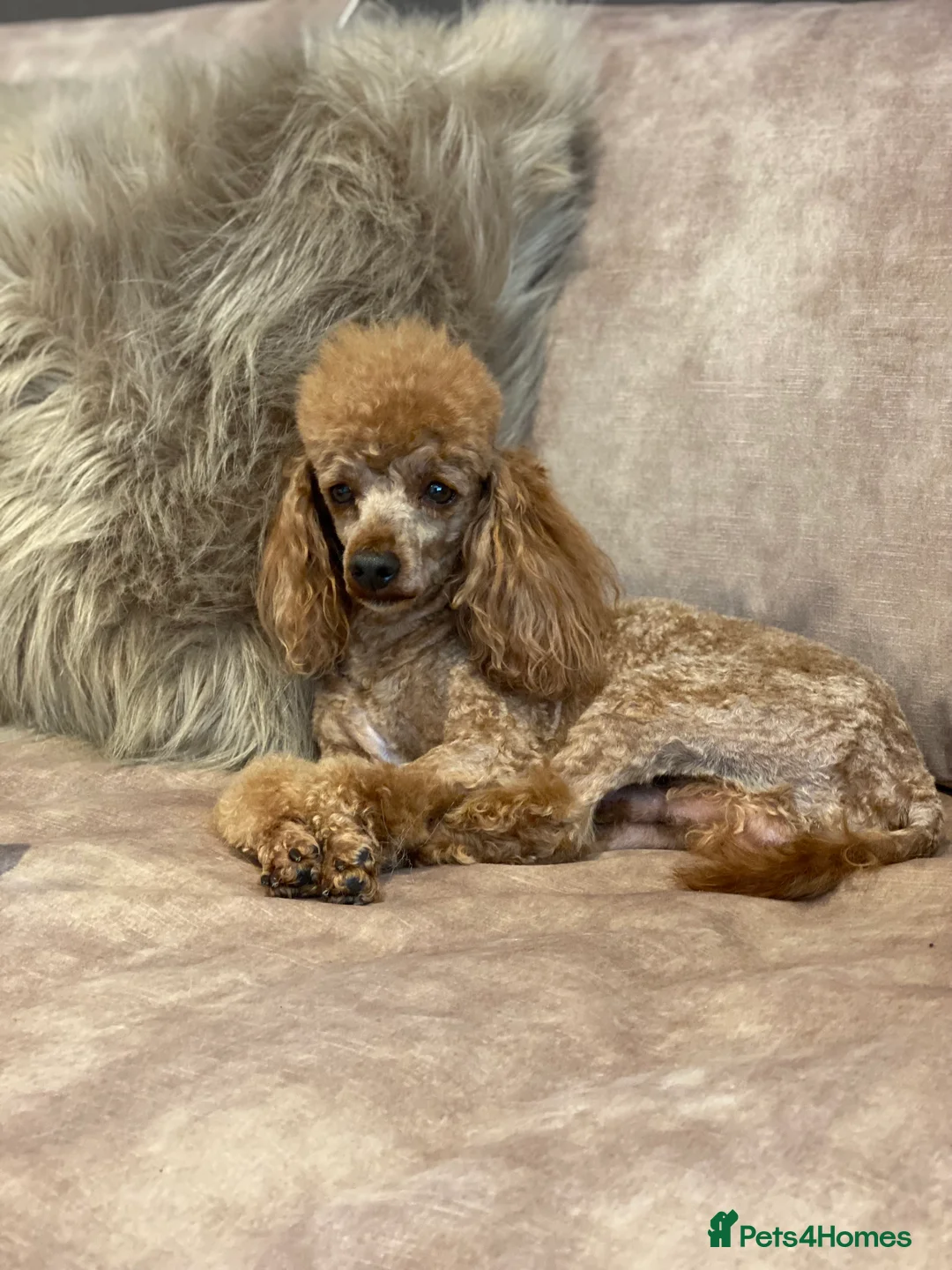 Toy Poodle dogs for stud: Donnajays Professional stud services in Stafford - Advert 3