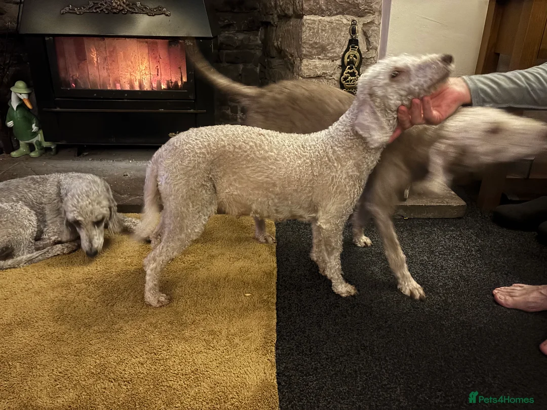 Bedlington Terrier dogs for sale: Liver Pedigree Bedlington Terrier Puppies - Advert 1