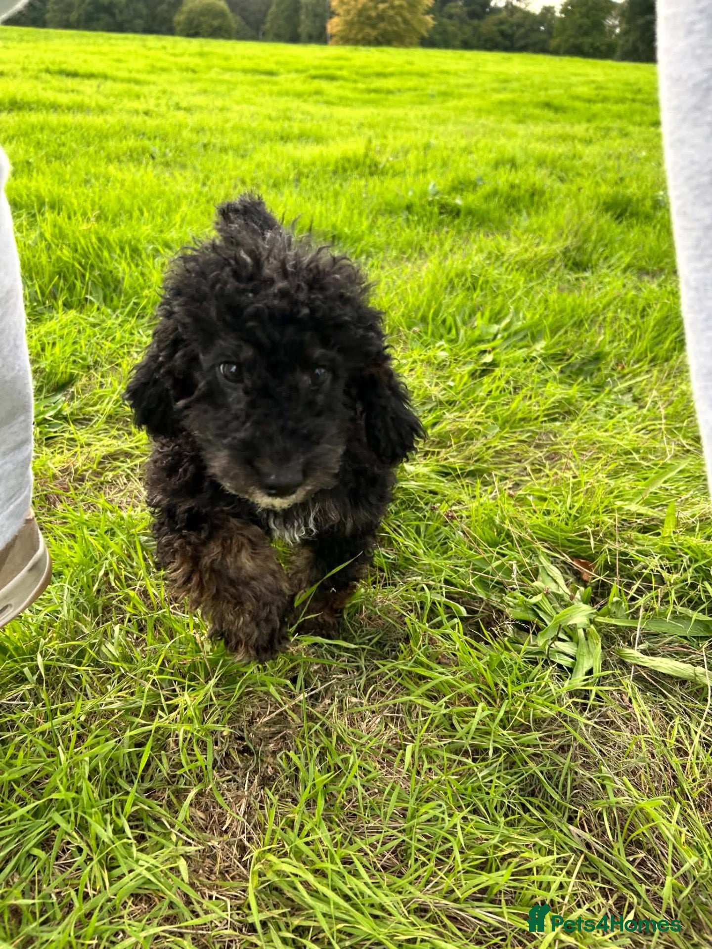 Cockapoo dogs Stunning curly coated Teddy Bear Cockapoos  - Advert 2