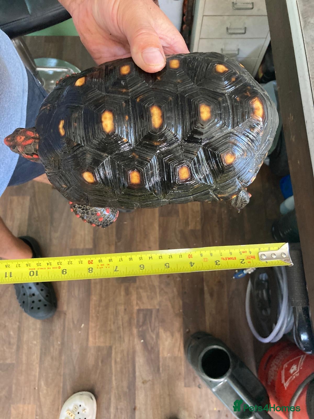Tortoise reptiles Cherry head red foot tortoise - Advert 1