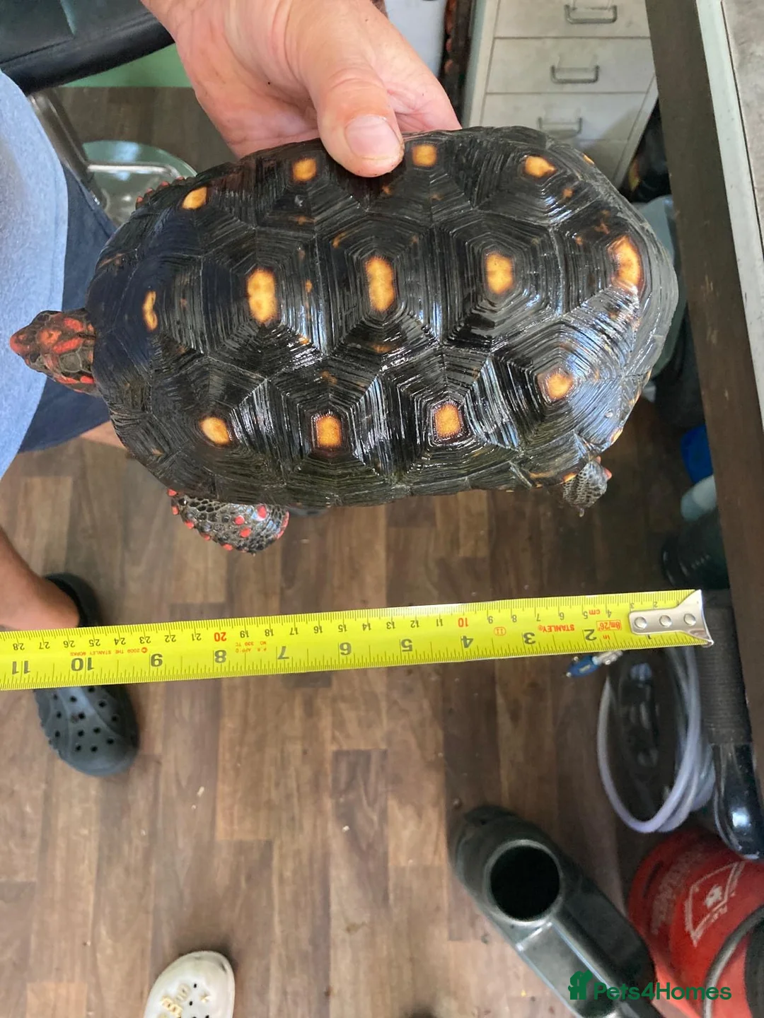 Tortoise reptiles for sale: Cherry head red foot tortoise - Advert 1
