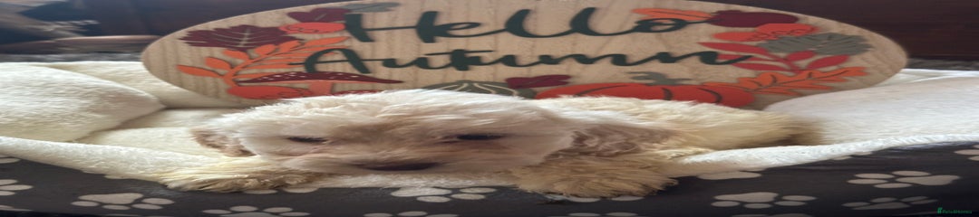 Cockapoo Puppy 4