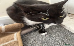 Mixed Breed cats for sale: Female cat ******  - Image 2