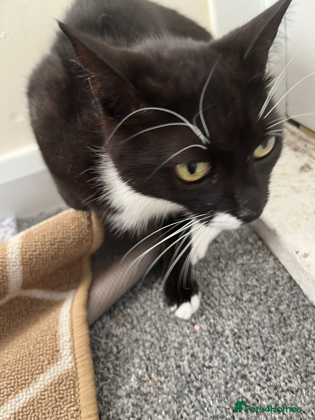 Mixed Breed cats for sale: Female cat ******  - Image 2