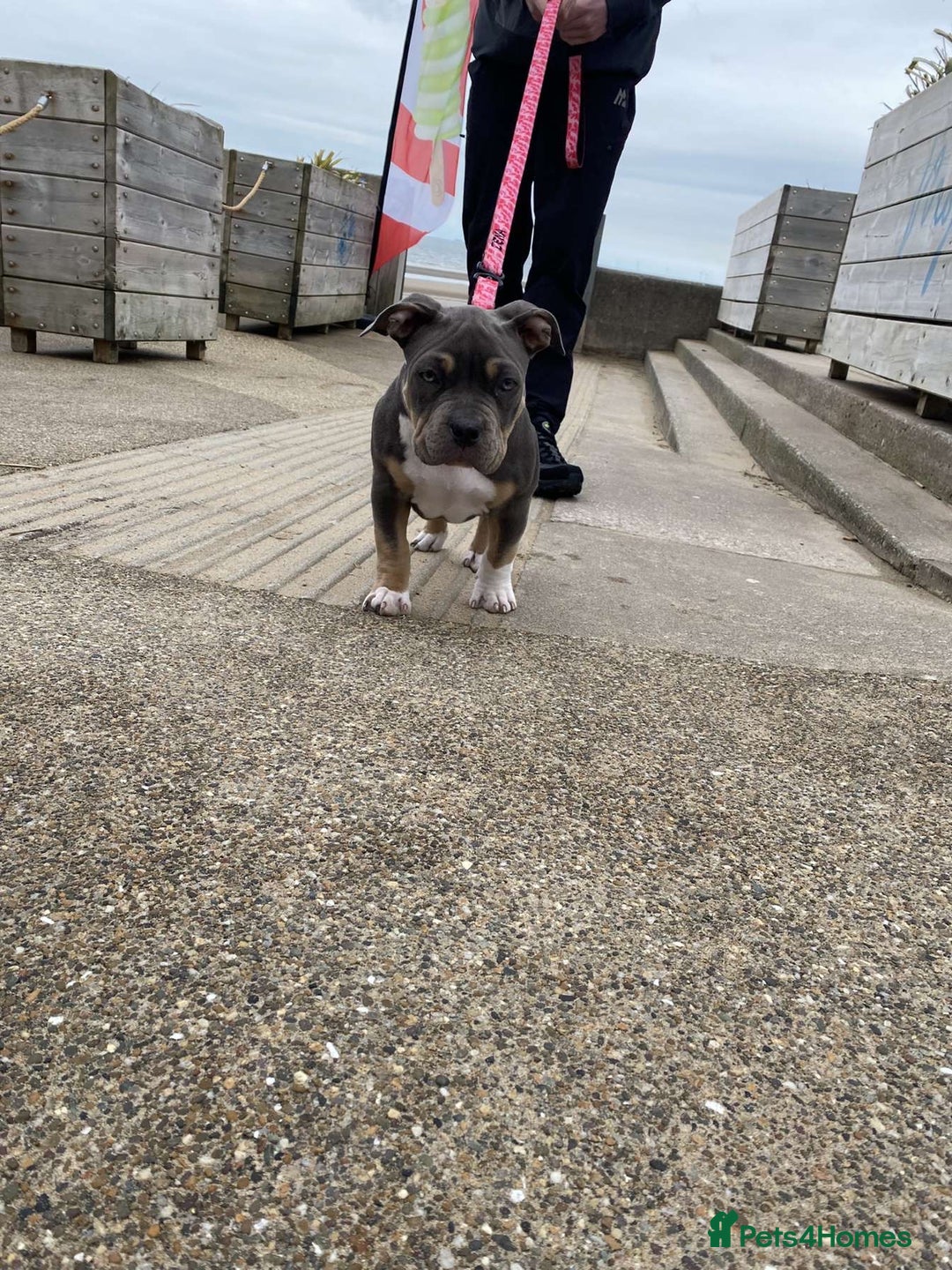 American Bully dogs for sale: Zena pocket bully  - Advert 3