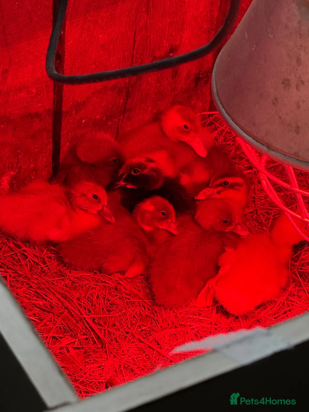 Ducks poultry for sale: Purebred Indian runner ducklings  in Melton Mowbray - Advert 1