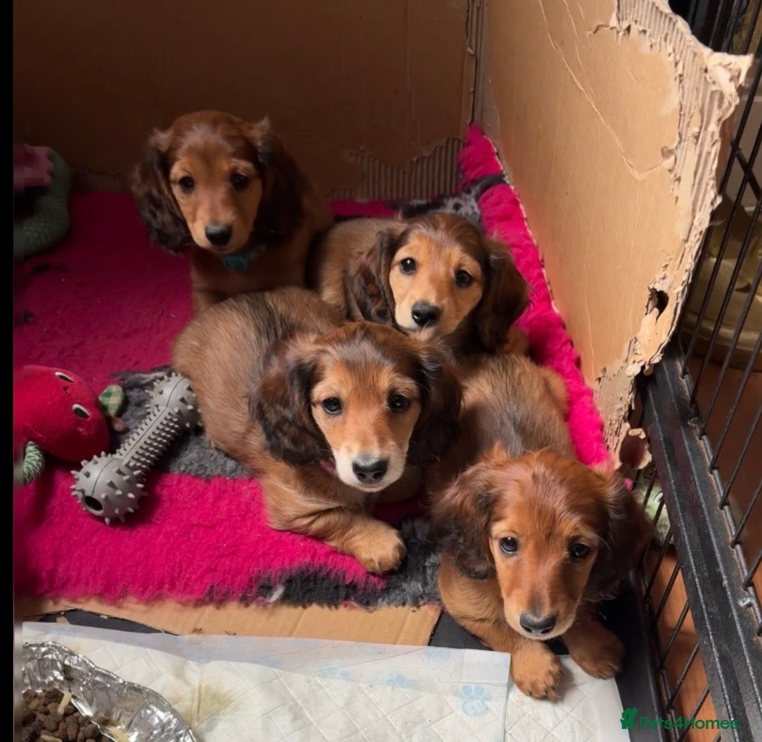 Miniature Dachshund dogs Long haired miniature dachshunds - Advert 16
