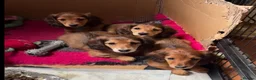 Miniature Dachshund dogs for sale: Long haired miniature dachshunds - Advert 5