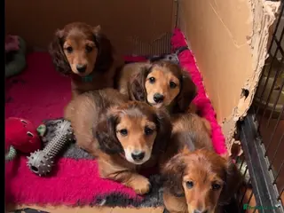 Miniature Dachshund dogs Long haired miniature dachshunds - Advert 8