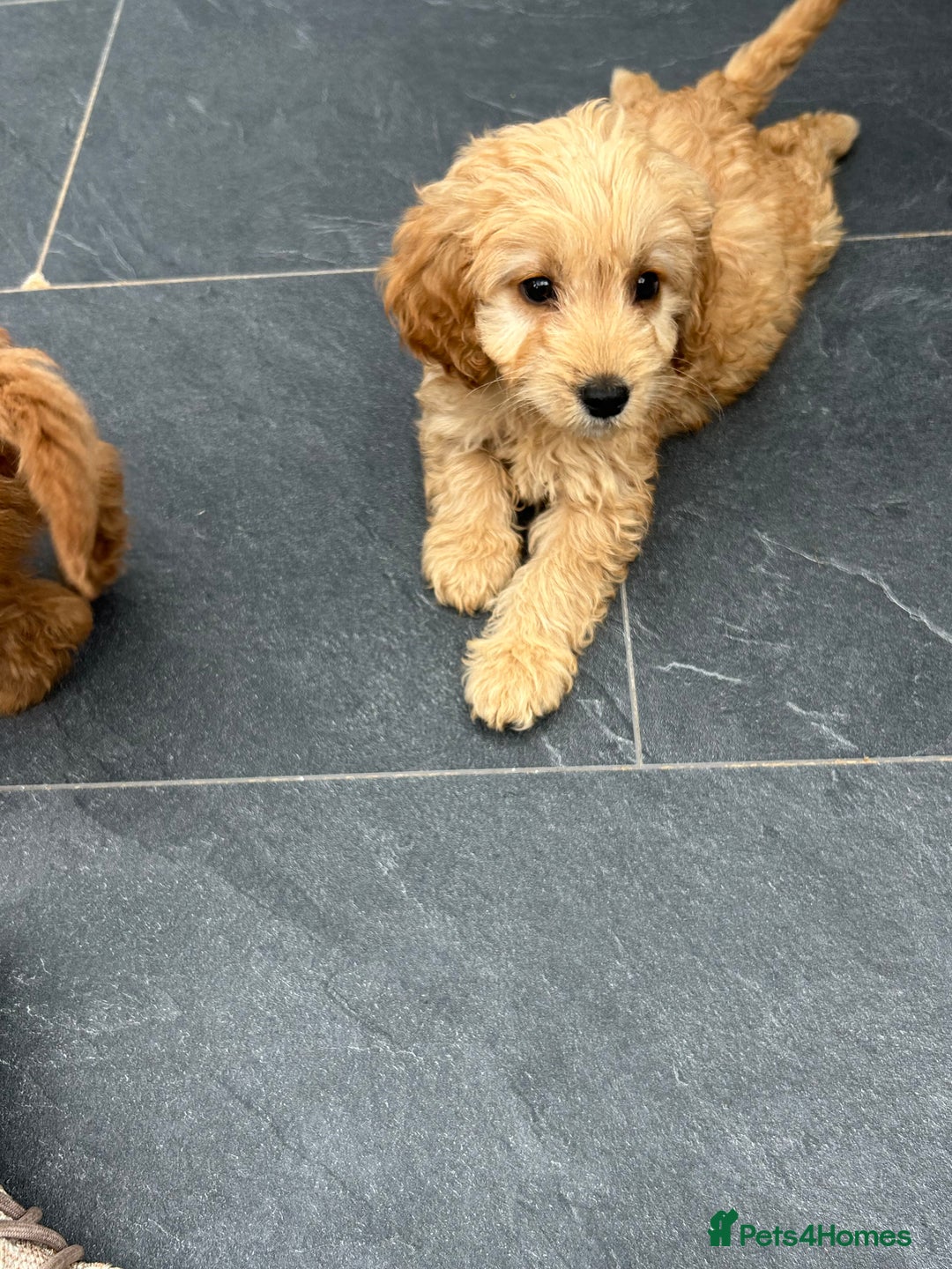 Cockapoo dogs for sale: Cockapoos  - Image 9
