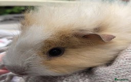 Guinea Pig rodents for sale: 3 beautiful females for sale  - Image 5