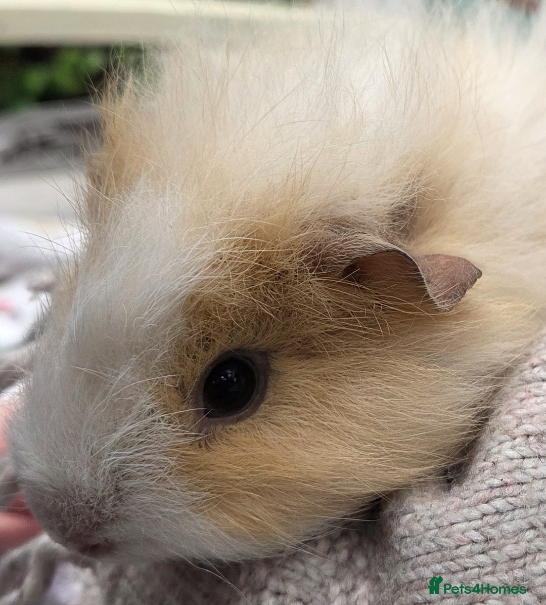 Guinea Pig rodents for sale: 3 beautiful females for sale  - Image 5