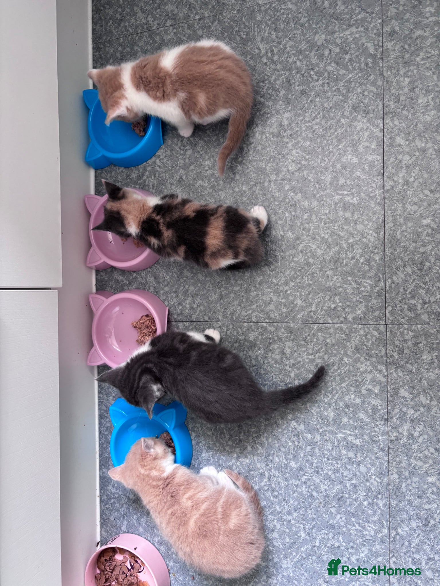 Maine Coon cats for sale: Maine Coon X British Shorthair  - Advert 12
