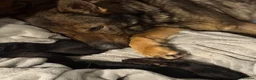 German Shepherd dogs for sale: Exceptional KC Reg Czech Working Line GSD Puppies - Advert 27