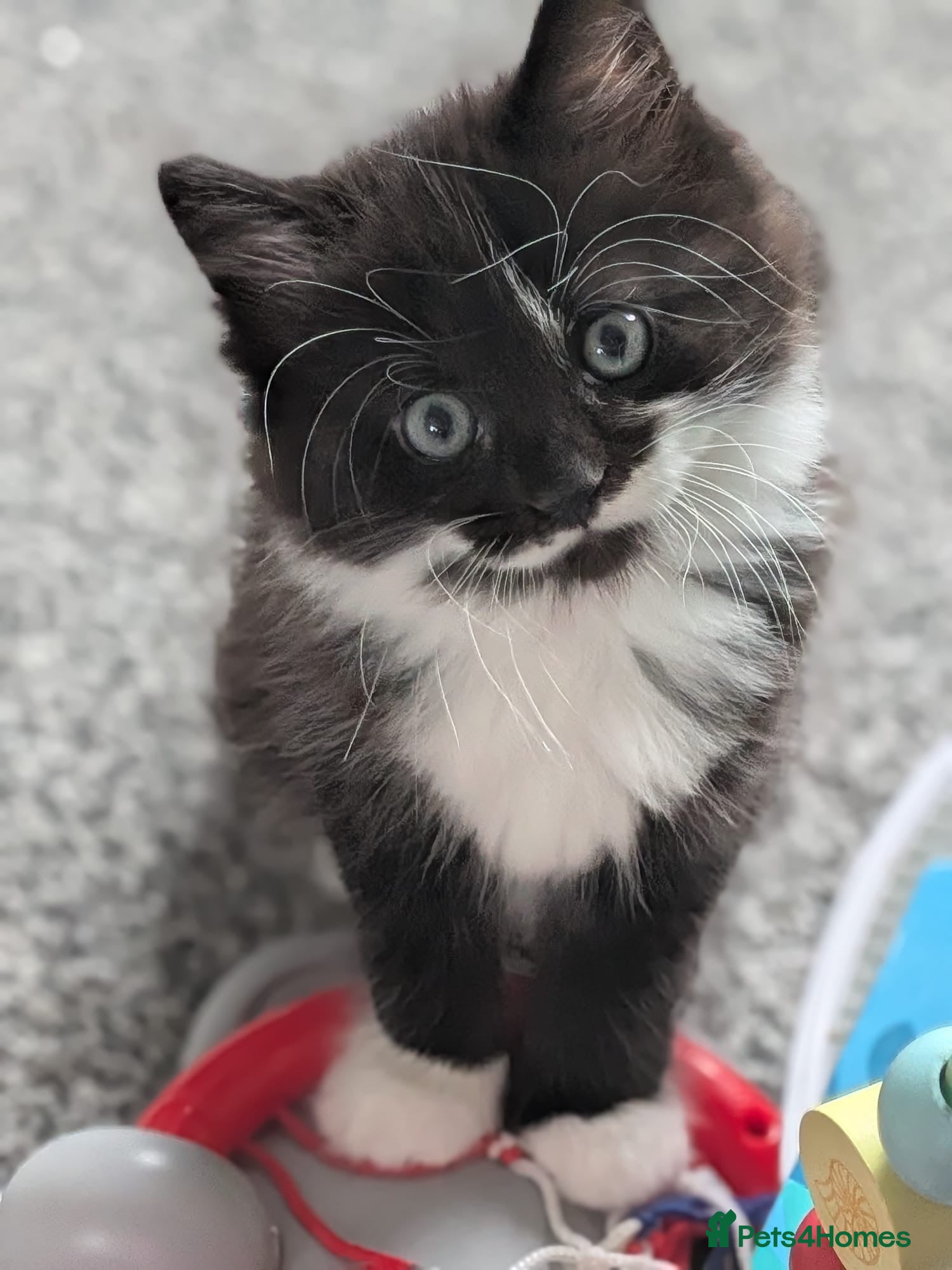 Mixed Breed cats Baby boy scar  - Advert 3