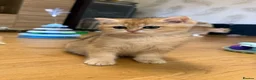 British Shorthair cats for sale: 🌟3 Adorable Golden BSH kittens left 🌟 - Advert 17